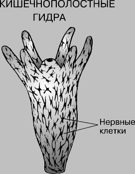 Кракен официальный сайт 2krnk cc